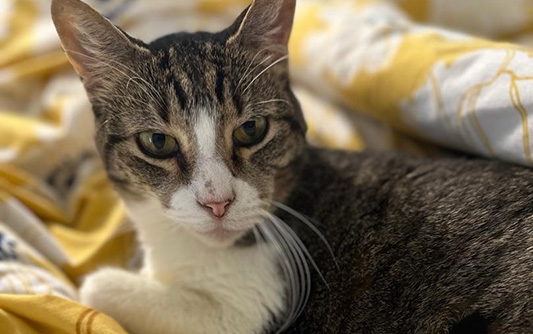A short-haired tabby laying on a bed and looking at the camera.
