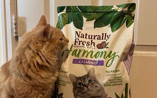 A long-haired orange cat smelling a bag of Naturally Fresh Harmony Cat Litter.