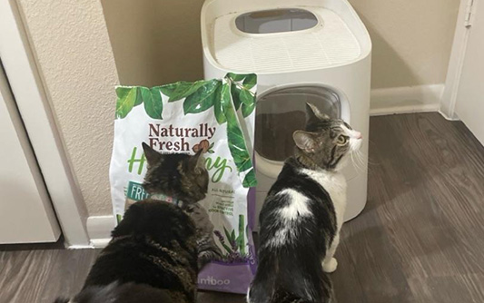 A short haired tabby cat just outside of a litter box and another tabby cat smelling a bag of Naturally Fresh Harmony Cat Litter.