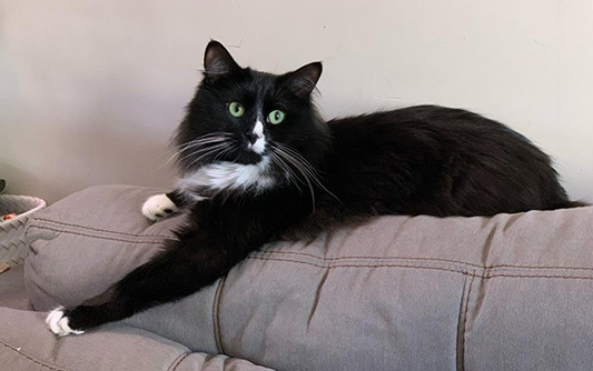 Black cat reclining on back of couch