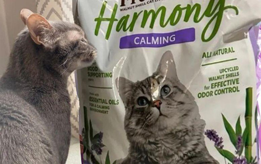 Grey short hair cat next to Naturally Fresh Harmony bag