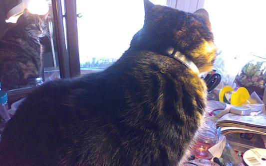 A short-haired tortoiseshell cat pensively staring at itself in the mirror.