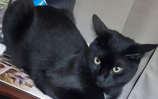 A short-haired black cat sitting on a desk.