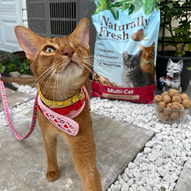 An orange cat with one eye in the foreground with a bag of Naturally Fresh Multi-Cat Cat Litter in the background.