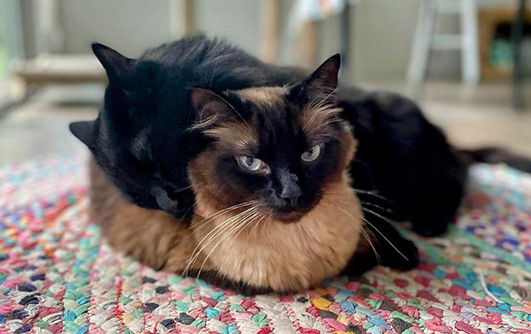 A Siamese cat and a black cat cuddling on a rug.