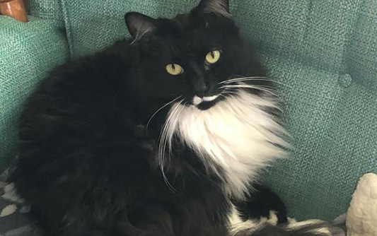 A long-haired tuxedo cat sitting on a chair.
