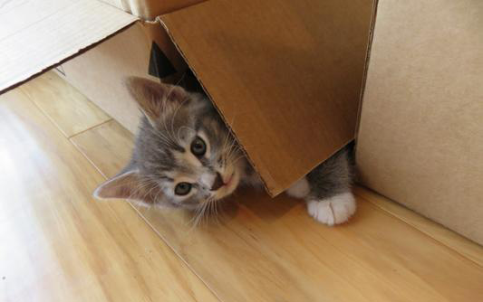 A kitten poking their head out from under a cardboard box.