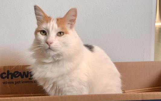 A white cat sitting in a chewy brand box.