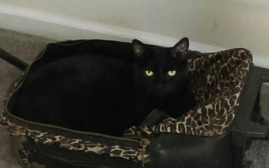 A black cat sitting in a suitcase.