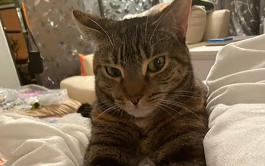 A short-haired tabby cat looking at camera