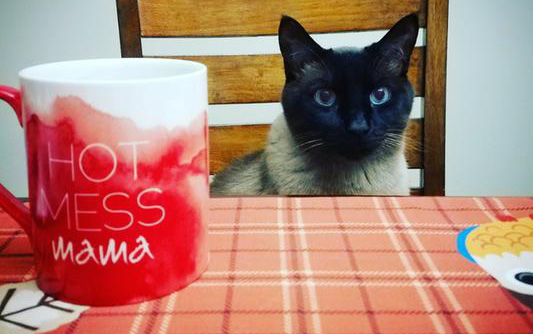 Cat sitting at dining room table with a mug in front of them