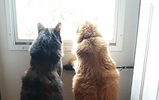 Two cats staring out window