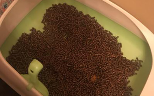 Pellet litter in a litter box
