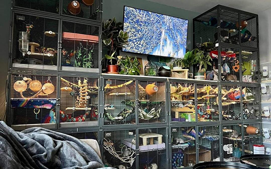 A large rat enclosure in living room