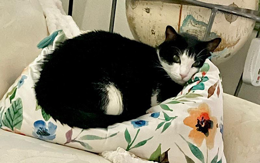 A short-haired black cat laying in a cat bed.