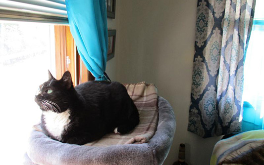 A short-haired black and white cat laying in a cat bed and looking out the window.