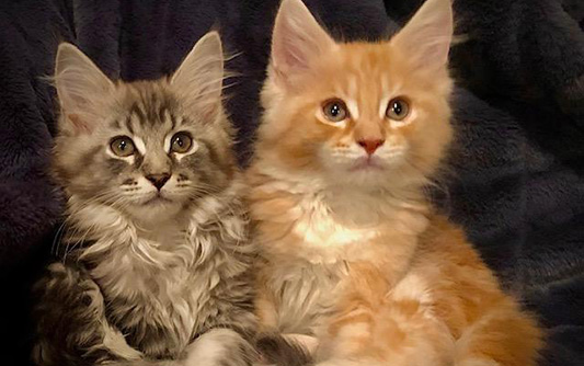 Two long hair cats looking at camera