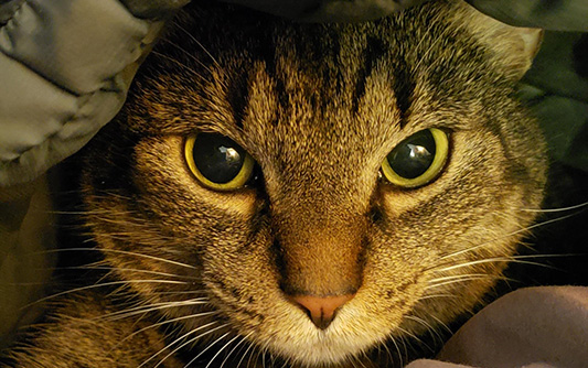 close-up of tabby cats face
