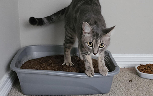 grey kitten in litter box
