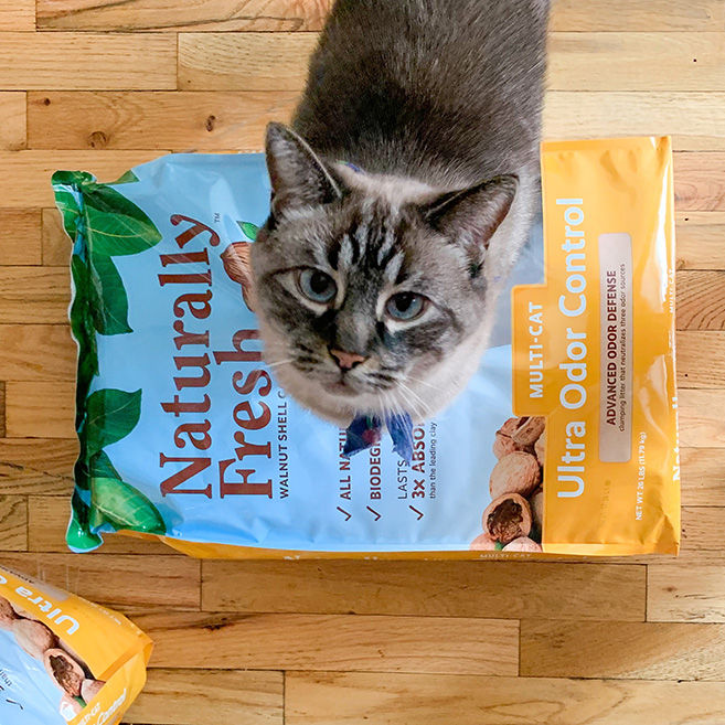 A short-haired Siamese cat standing on top of a bag of Naturally Fresh Ultra Odor Control Cat Litter.