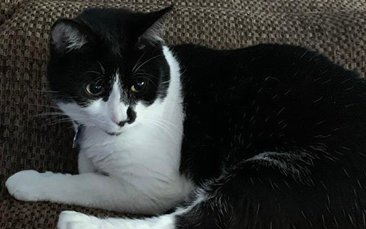 A short-haired black and white cat laying in a cat bed.