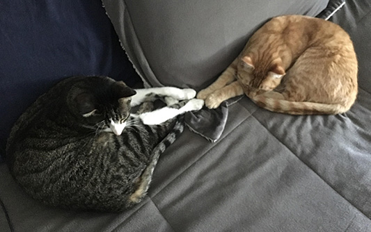 one grey cat and one yellow cat laying on couch touching paws