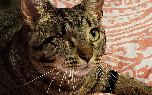 close-up of one eyed cat