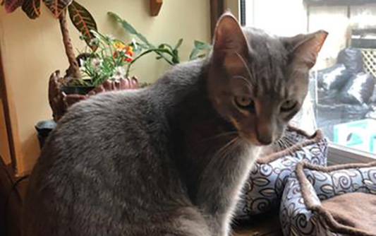 gray cat sitting in front of window