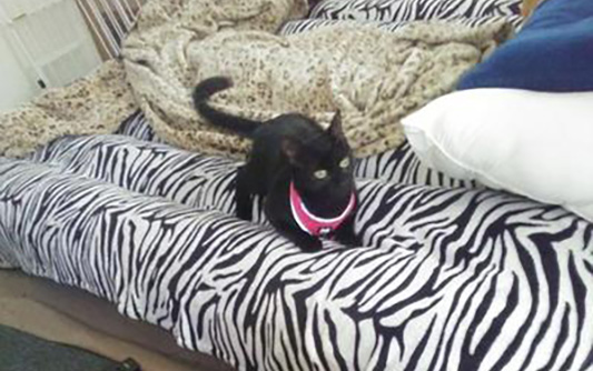 black cat laying on bed with pink harness