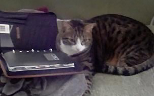Tabby cat sitting next to a day planner
