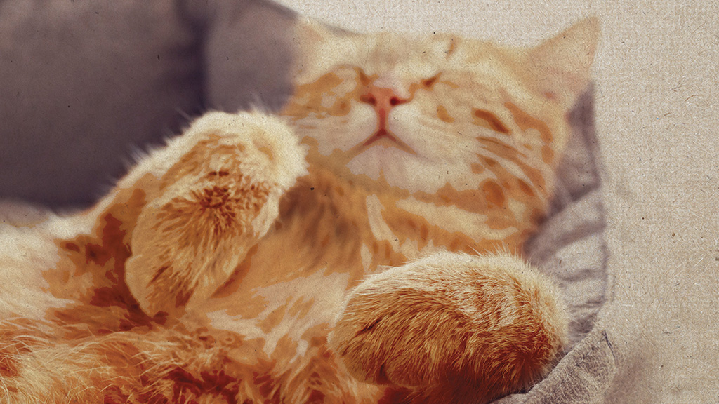 Kitten laying on it's back with eyes closed