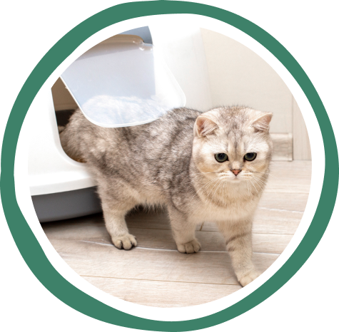 Cat box deals odor control