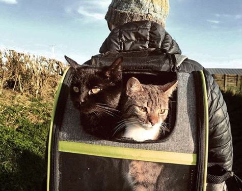 Two Cats in a Cat Backpack