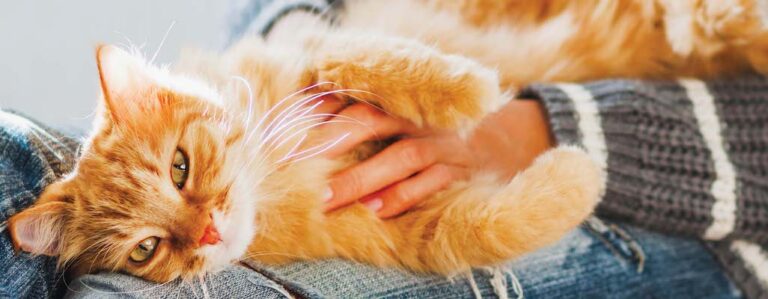 View of Dealing with dust? Meet the best low dust cat litter - Naturally Fresh ...