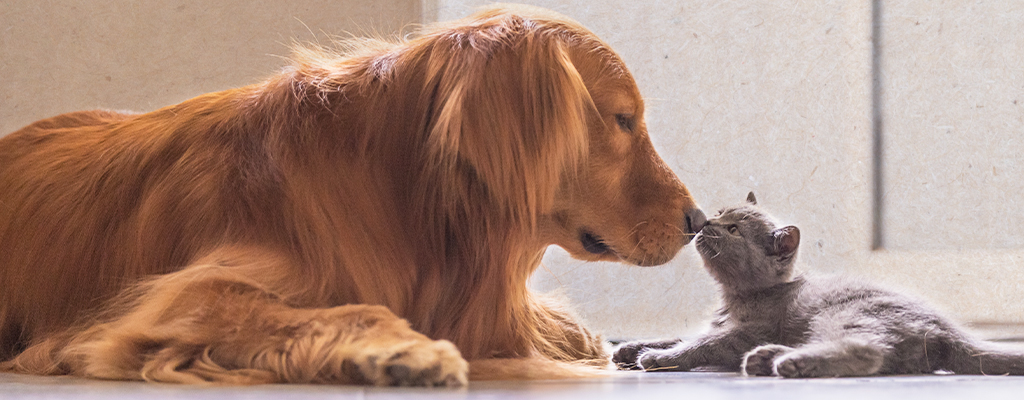 Dog and kitten boop noses