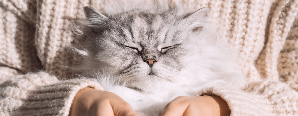 Fluffy gray cat happy being held in its owners arms