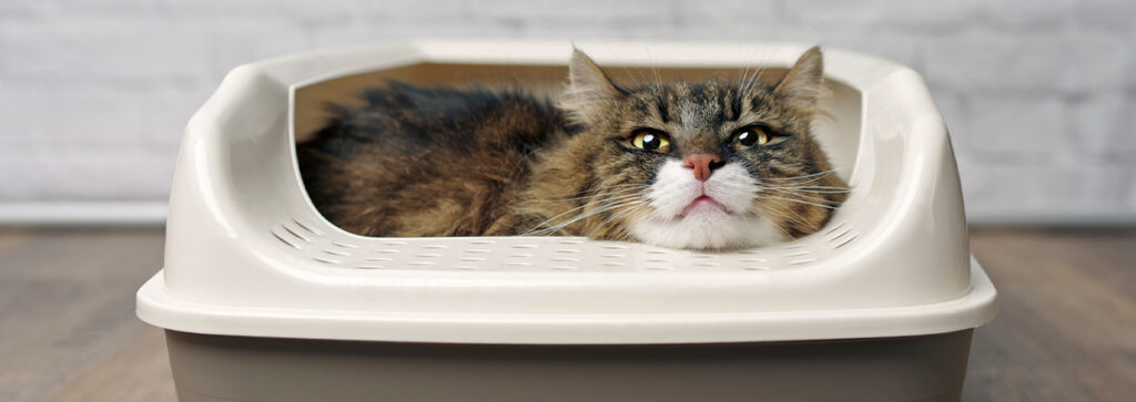 Fluffy cat resting it's chin happy and peaceful in a litter box