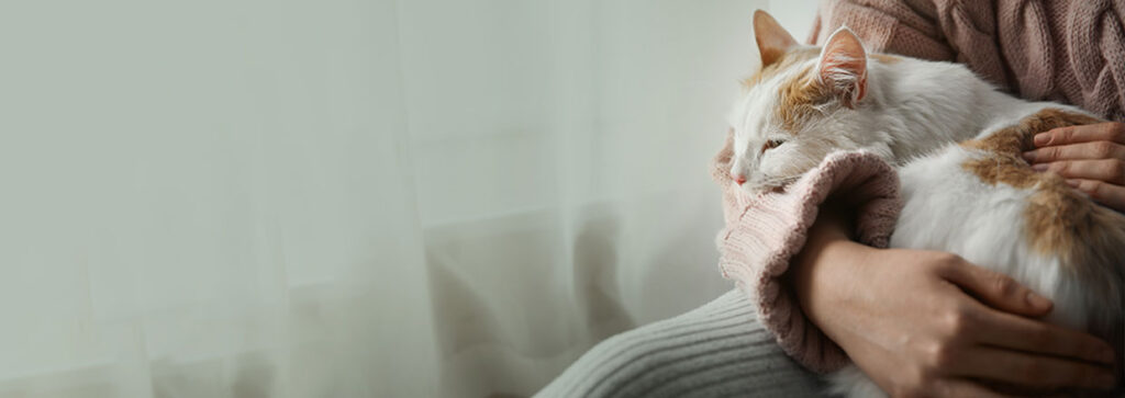 Orange and white cat cozy in owner's arms