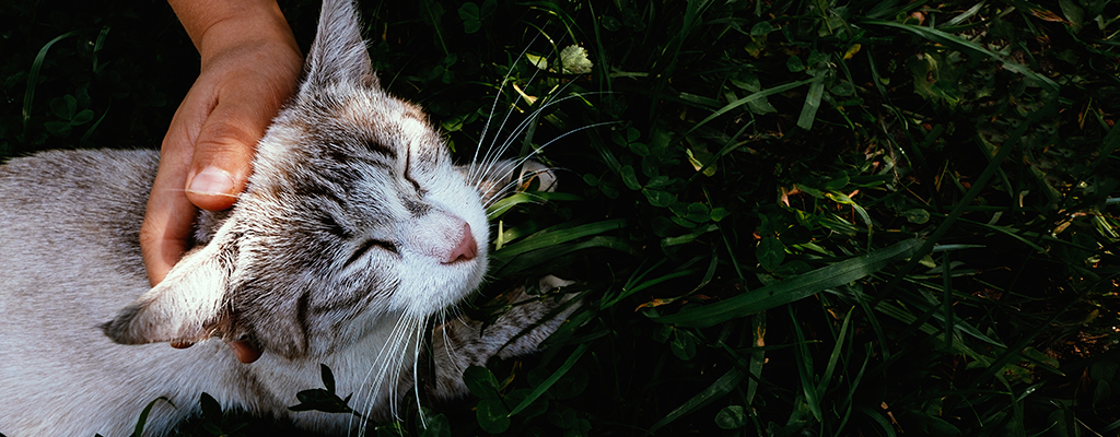 close up of hand petting a cat in the grass