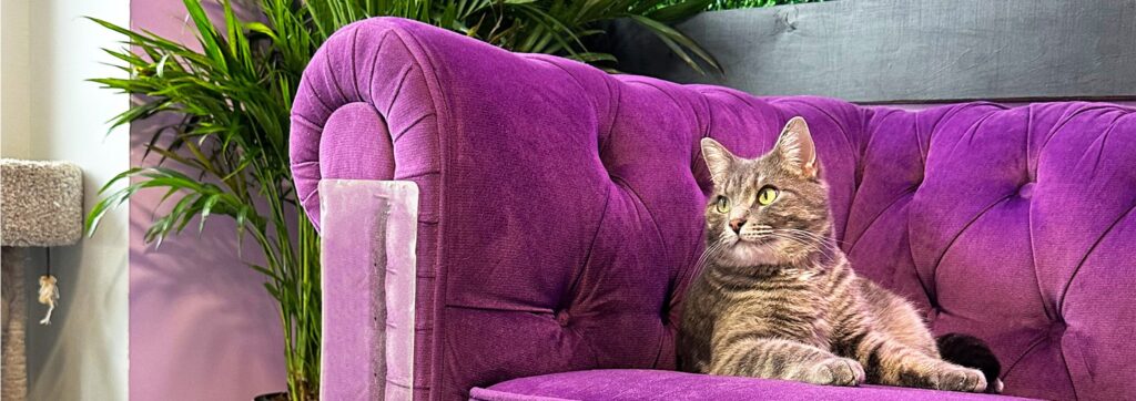 Tabby cat sitting on a bright purple couch in a cat cafe