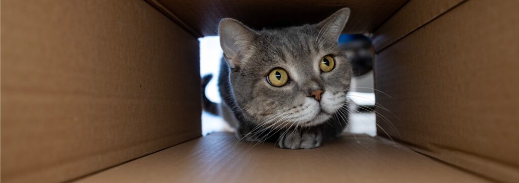 grey tabby cat squeezing into small cardboard box