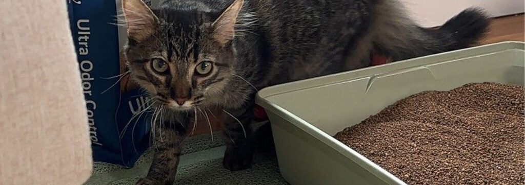Cat walking behind a litter box filled with naturally fresh walnut litter